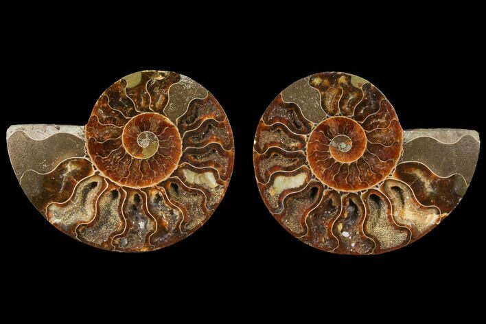 Sliced Ammonite Fossil - Agatized #125031